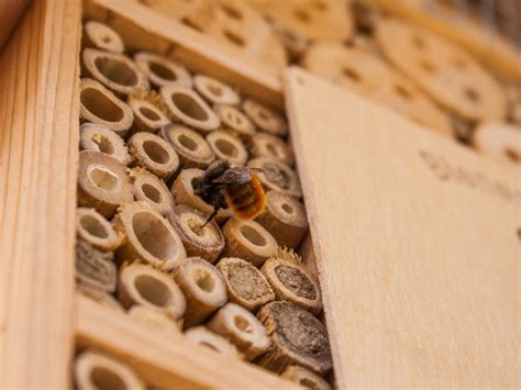 蜜蜂在家里筑巢|蜜蜂在家里筑巢怎么办？/Bees build nests in home